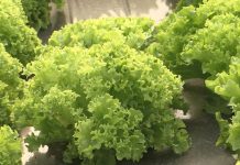 Evo šta sve sadrži jedna zelena salata! Srbi vole da je jedu, ali 1 stvar u njoj je opasna