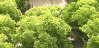 Evo šta sve sadrži jedna zelena salata! Srbi vole da je jedu, ali 1 stvar u njoj je opasna