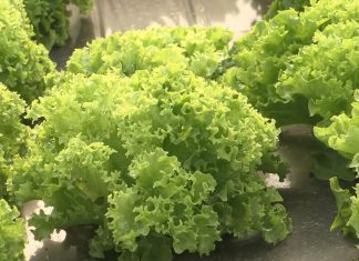 Evo šta sve sadrži jedna zelena salata! Srbi vole da je jedu, ali 1 stvar u njoj je opasna