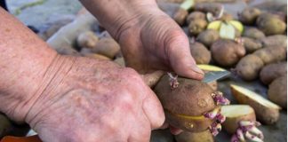 Nikada nemojte saditi krumpir bez ovoga: Siguran način da udvostručite žetvu! MJESEC DANA PRIJE SADNJE