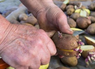 Nikada nemojte saditi krumpir bez ovoga: Siguran način da udvostručite žetvu! MJESEC DANA PRIJE SADNJE