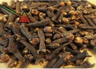 TO JE RAZLOG zašto sam počeo žvakati klinčiće svaki dan: Moram zahvaliti majčinoj ljekarnici na ovom sjajnom SAVJETU