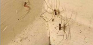 PAUKOVI NE PODNOSE MIRIS JEDNE BILJKE: Nabavite je i nećete ih više vidjeti u kući