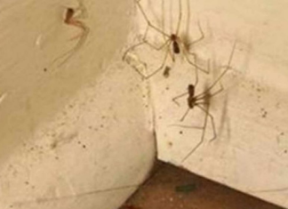 PAUKOVI NE PODNOSE MIRIS JEDNE BILJKE: Nabavite je i nećete ih više vidjeti u kući