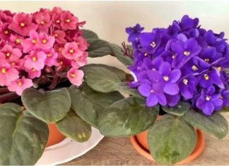 Evo kako da vam LJUBIČICE stalno izbacuju raskošne cvjetove, ovo je TRIK