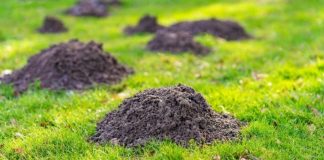 Krtice će ODMAH napustiti vašvrt bez zamki i otrova..