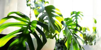 Veruje se da ova biljka donosi siromašvo: Mnogi je imaju u kući, a ako je dobijete na poklon, evo šta treba da uradite