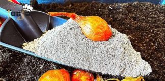 PRIJE sadjenja luka uradi ovo! Imaćeš bogatu berbu luka a ne košta ništa!