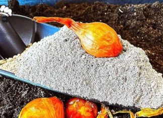 PRIJE sadjenja luka uradi ovo! Imaćeš bogatu berbu luka a ne košta ništa!