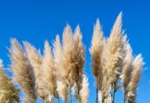 Svi su ludi za pampas travom: ALI OVA ATRAKTIVNA BILJKA JE OPASNA