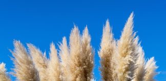 Svi su ludi za pampas travom: ALI OVA ATRAKTIVNA BILJKA JE OPASNA