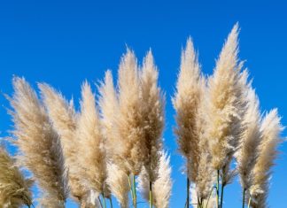 Svi su ludi za pampas travom: ALI OVA ATRAKTIVNA BILJKA JE OPASNA