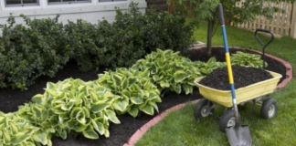 Zaboravite na čupanje korova: Dovoljno je da pospete 1 namirnicu po njemu, biće uništen