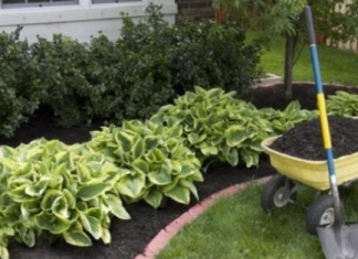 Zaboravite na čupanje korova: Dovoljno je da pospete 1 namirnicu po njemu, biće uništen