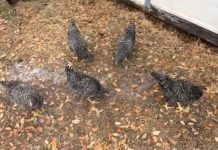 Pogledajte šta se dogodilo kokoškama na 2 minuta! Domaćica zabilježila nestvarnu scenu u dvorištu – cijelo jato zaleđeno u mjestu, OTKRIVEN NEVEROVATAN RAZLOG (Video)