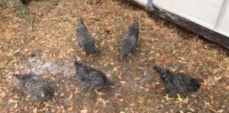 Pogledajte šta se dogodilo kokoškama na 2 minuta! Domaćica zabilježila nestvarnu scenu u dvorištu – cijelo jato zaleđeno u mjestu, OTKRIVEN NEVEROVATAN RAZLOG (Video)