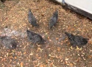 Pogledajte šta se dogodilo kokoškama na 2 minuta! Domaćica zabilježila nestvarnu scenu u dvorištu – cijelo jato zaleđeno u mjestu, OTKRIVEN NEVEROVATAN RAZLOG (Video)