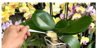 1 kašičica direktno u saksiju i 0RHIDEJA cvjeta skoro N0N-ST0P: Nema plijesni, bolesti i imam 5 puta više cvjetova!