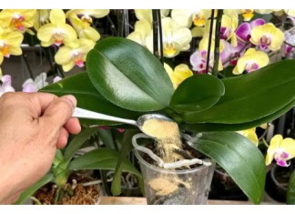 1 kašičica direktno u saksiju i 0RHIDEJA cvjeta skoro N0N-ST0P: Nema plijesni, bolesti i imam 5 puta više cvjetova!