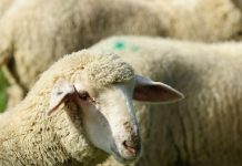 Vlasnik nudi 60.000 evra za izgubljenu OVCU! Da, dobro ste čuli – evo zbog čega su spremni da iskeširaju tu sumu!