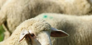 Vlasnik nudi 60.000 evra za izgubljenu OVCU! Da, dobro ste čuli – evo zbog čega su spremni da iskeširaju tu sumu!