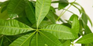 Ova biljka unosi novac u kuću: Upleteno stablo zaključava sreću da ne pobegne, a listovi dozivaju harmoniju