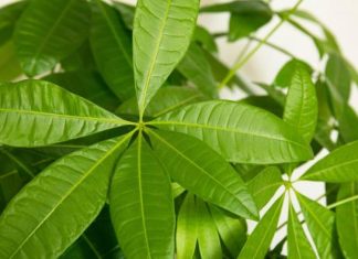 Ova biljka unosi novac u kuću: Upleteno stablo zaključava sreću da ne pobegne, a listovi dozivaju harmoniju