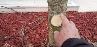 Na OVAJ način se smokva orezuje u februaru za obilniji rod