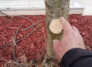 Na OVAJ način se smokva orezuje u februaru za obilniji rod