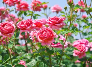 Orežite ruže sada i one će cvetati do kasne jeseni: Trik starih baštovana koji morate da znate