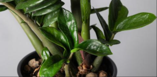 Samo sipajte u lonac i nećete prepoznati svoj ZAMIOKULKAS: Eksplozija novih listova kakvu još niste vidjeli!