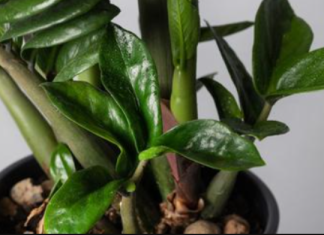 Samo sipajte u lonac i nećete prepoznati svoj ZAMIOKULKAS: Eksplozija novih listova kakvu još niste vidjeli!