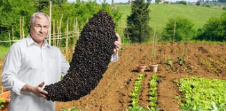 Stavite crni papar u vrt! I najbolji vrtlari su ŠOKIRANI