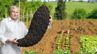 Stavite crni papar u vrt! I najbolji vrtlari su ŠOKIRANI