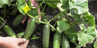 NIKADA NE SADITE KRASTAVCE BEZ NJEGA: Bacite ga urupu kada sadite presađene biljke u bašti!