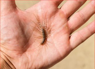 VEĆ SU SVUDA! AKO VIDITE OVU BUBU NA ZIDU, NI SLUČAJNO JE NE UBIJAJTE: Jezive su, ali ukazuju na jedan veliki problem koji imate u kući