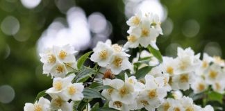 Ako želite da vas u obitelji prate bogatstvo i sreća, u vrtu ovog ljeta MORATE posaditi ovaj cvijet!