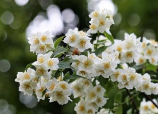 Ako želite da vas u obitelji prate bogatstvo i sreća, u vrtu ovog ljeta MORATE posaditi ovaj cvijet!