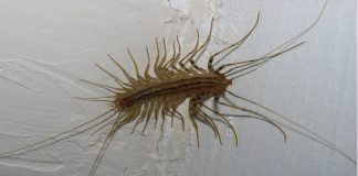 VEĆ SU SVUDA! AKO VIDITE OVU BUBU NA ZIDU, NI SLUČAJNO JE NE UBIJAJTE Jezive su, ali ukazuju na jedan veliki problem koji imate u kući