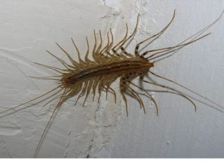 VEĆ SU SVUDA! AKO VIDITE OVU BUBU NA ZIDU, NI SLUČAJNO JE NE UBIJAJTE Jezive su, ali ukazuju na jedan veliki problem koji imate u kući