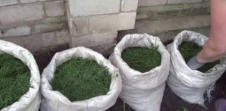 NIKADA ne bacajte pokošenu travu: EVO ZAŠTO i svaki baštovan to treba da zna!