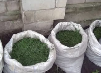 NIKADA ne bacajte pokošenu travu: EVO ZAŠTO i svaki baštovan to treba da zna!