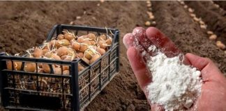 DVOSTRUKI prinos krompira: Obavezno ga dodajte u zemlju prije sadnje!