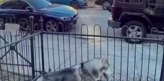 PAS DANIMA KOPAO NA ISTOM MJESTU, VLASNICA POSUMNJALA DA NE NEŠTO DEBELO NE VALJA: Kada je vidjela o čemu se radi, sledila se VIDEO