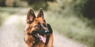 Evo šta svaki pas uradi kad oseti da je u društvu loše i pokvarene osobe: Ovo dobor zapamtite, može vas zaštititi od zla