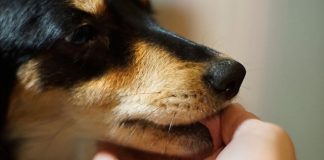 Šta znači ako vam pas liže ruku: Mnogi misle da tako iskazuje ljubav, ali to je velika greška, evo šta time poručuje