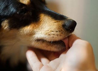 Šta znači ako vam pas liže ruku: Mnogi misle da tako iskazuje ljubav, ali to je velika greška, evo šta time poručuje