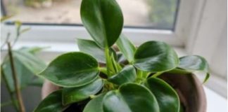 Dodajte malu količinu ovog sastojka u posudu i vaše će sobne biljke napredovati kao nikada prije: RAST ĆE KAO LUDE!