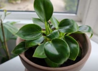 Dodajte malu količinu ovog sastojka u posudu i vaše će sobne biljke napredovati kao nikada prije: RAST ĆE KAO LUDE!