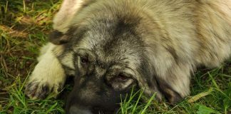 Ovako psi reaguju kad osete da je čovek u opasnosti: 6 znakova koji treba da budu alarm da će nešto da se desi